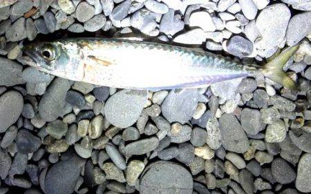 アオリイカまだまだ！ソウダガツオは好調